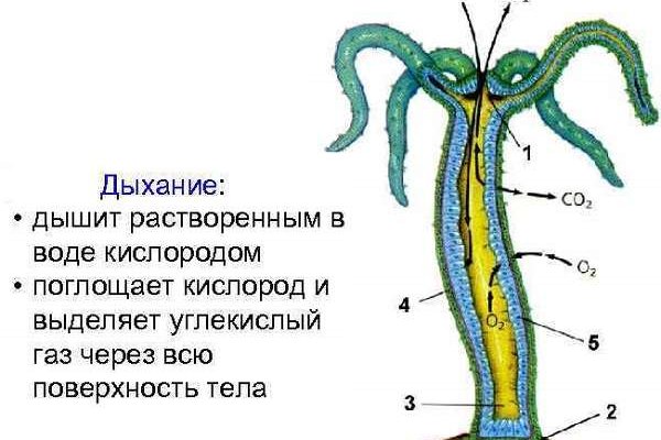 Кракен правильная